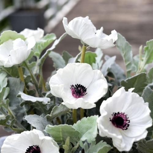 اهنگ امشب یه کاری کن که بدچوری از این دوری شده این قلب خستم پاره