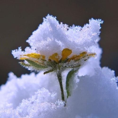 خلسه و جی جی باربی و کن