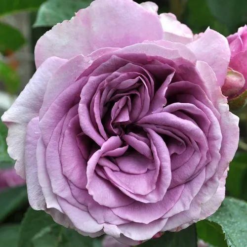 اهنگ کم کم از تنهایى از اون همه دردایى که داشتم تو زندگیم بدون هیچ فردایى