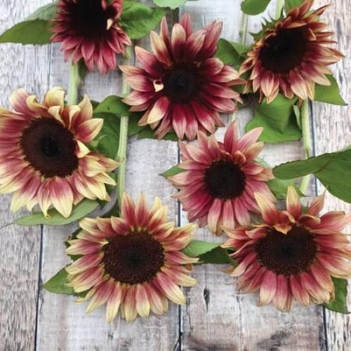 اهنگ از تو چه پنهان باز هوایت کرده ام بی تو بودن باز امانم را برید