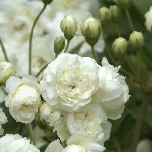 اهنگ بارون واسه اولین باره میخوام نباره تورو بیشتر از این به یادم نیاره