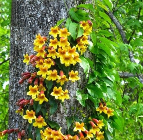 اهنگ هربار دلم واست تنگ شه دلمو به زانو در میارمو که اسون شه این دوری