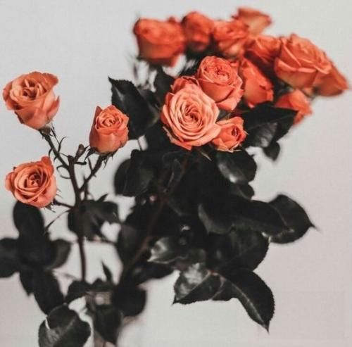 اهنگ طوسی گرمی مثل شروین کوکا گرمی مثل شروین کشا کیلویی