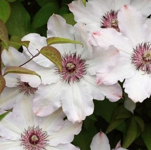 اهنگ تو یه چی داری که بقیه اینو نمیفهمن کاش بشی مثل قبلا