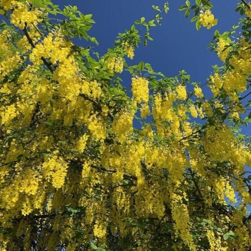 اهنگ خیالت جم جم هر کار کنی هواتو دارم دلت هر وقت گرفت یه شاخه