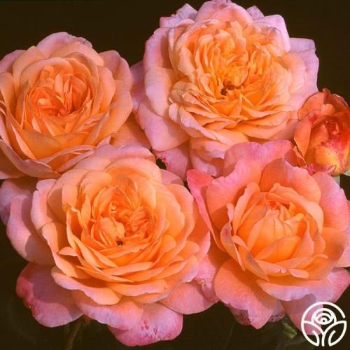 اهنگ نكنه دور شى ازم ديگه منو يادت نيادش نكنه سر بذارى رو شونمو