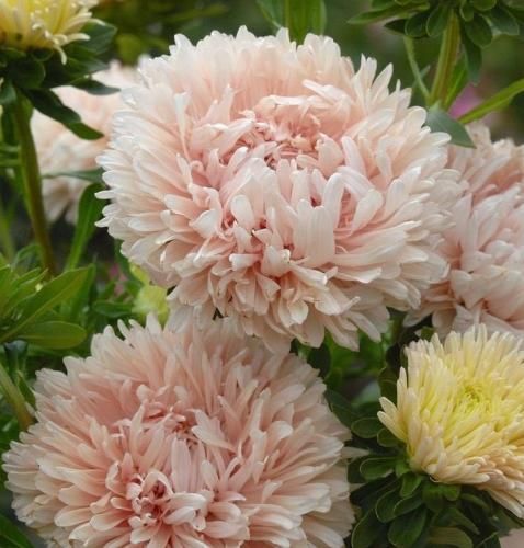 اهنگ شبا غرق چشای قشنگت شم همه اشتباهم باشن و تو باشی درست