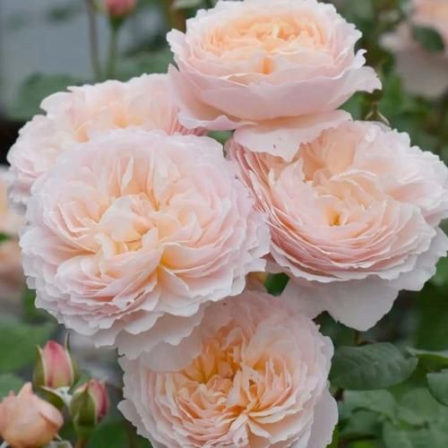 اهنگ زیبای بی آرایشم آرامشم ماه قشنگم محو تماشاته دلم عاشقتم صاحب