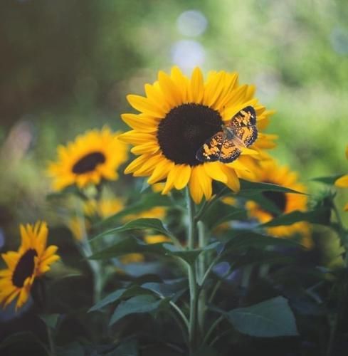 اهنگ هر وقت میزاری میری به این چشا یه خوابی میدی روم الکی