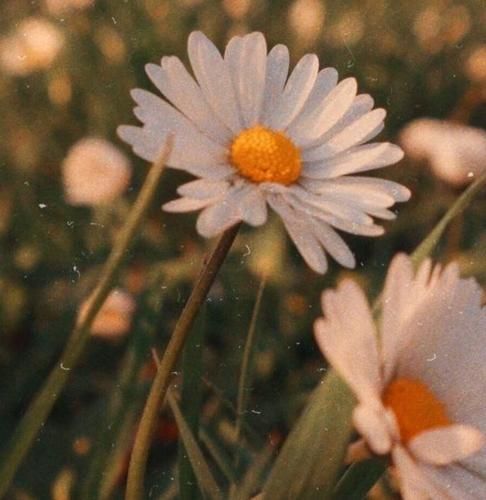 اهنگ اگه نمیتونی راه بری پس سینه خیز برو