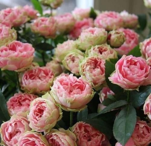 اهنگ حال قلبم خوب نیست نمیذارم بفهمن چه از عشق چه از ترس