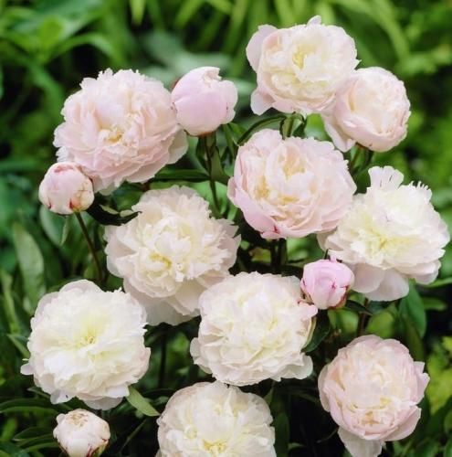 اهنگ موهای قرمز شرابیت هیچوقت نشد برای من عادی عاشقت بیشتر از هر موادی