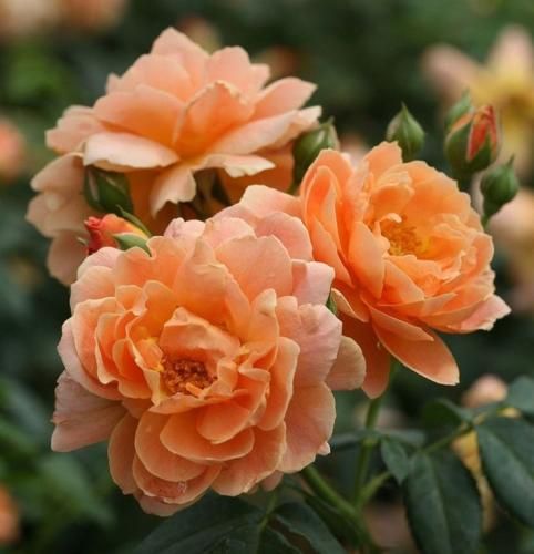 اهنگ من ببین چه قشنگ کردم واسه تو چه لباسی تن کردم تو دلم برات