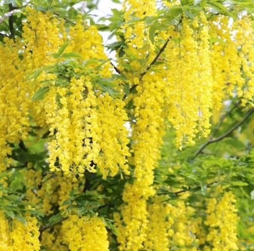 اهنگ کاش تورو زودتر میدیدم خوشگل مو مشکی ما بهم خیلی میایم