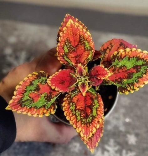 اهنگ هر کی میپرسه میگم مرده برام این طرفا نیست میدونی تو دل واموندم