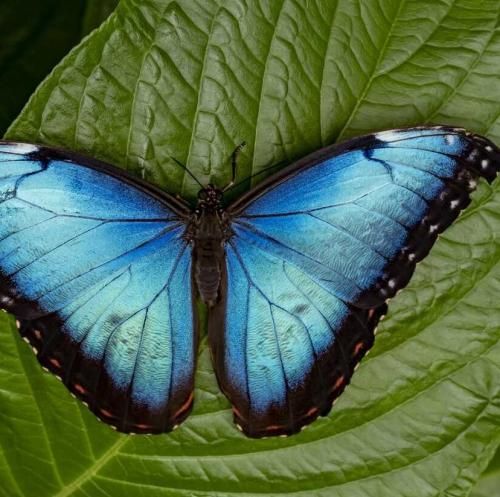 اهنگ بزار برو تنهام بزار همه کثیفن حتی بال پروانه ها بدم اومده از بارون منم