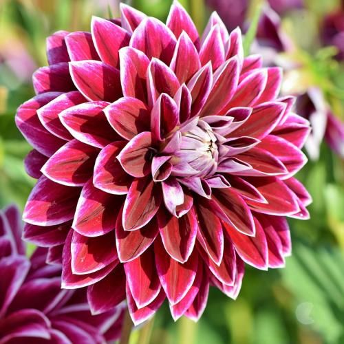 اهنگ سلام سلامتی عشقم بی معرفت ولم کرد سلامتی اونی که تنها هندلم کرد