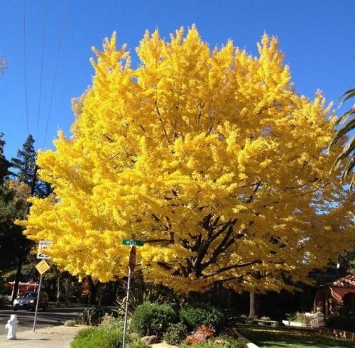 اهنگ من دست از تو بردارم محاله تو که حست واسم مث خواب و خیاله