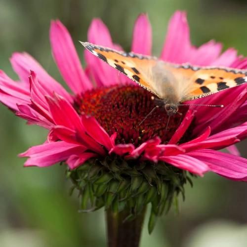 اهنگ مغرور جذاب زیبای خوشگل چشمات درشته این قلبم تو مشتت