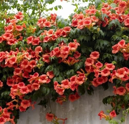 اهنگ وای وای دلمون رفت دلو برد و ولمون کرد وای وای دلمون رفت کاش