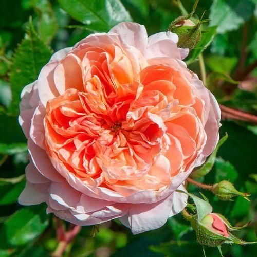 اهنگ قر میدن با ما حبیبی انگار بیتو زده علی بی