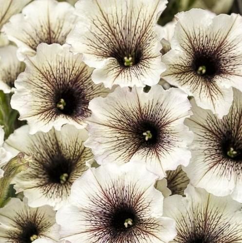 اهنگ یه جور خیره به عکسات میشم انگار هیچ وقت تورو ندیدمت