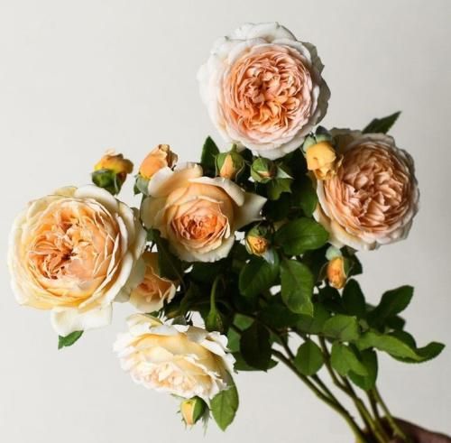 اهنگ من تار موی مشکی تورو نمیدم به کل دنیا تموم من به تو دنیامو میدم