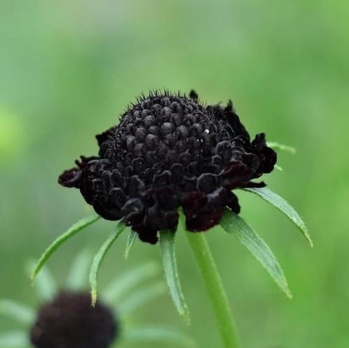 محسن چاوشی من باید میرفتم زود زود زود زود یکی تو خاطره ها ضعف برداشته بود