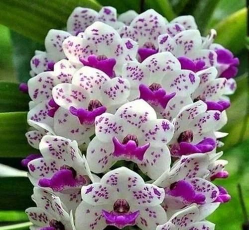 اهنگ زیباترینم تو را که دیدم دلم پریشان شد زیباترینم همه وجودم