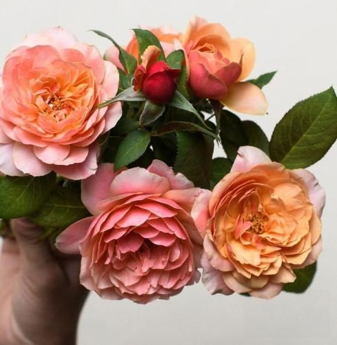 اهنگ خاطراتمو زدم ورق تویی هر صفحش یه یادگاری از تو بیبی توی قلبم