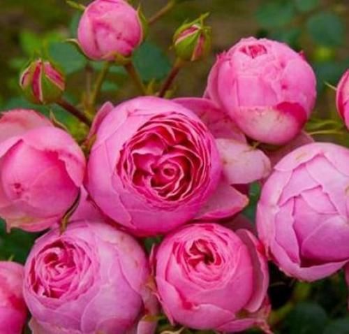 اهنگ دونه دونه اشکام میریزه پایین و ته کوچتونم که نبینی ماشینو نمیشه باورم