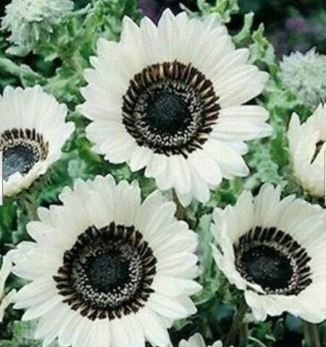 محسن چاوشی نمیدونم قلبم واسه چی ول کن نیست من تمومش کردم زندگی ول کن نیست