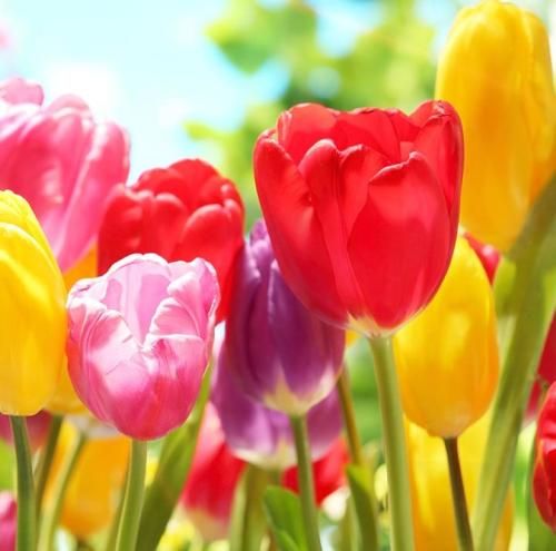 اهنگ بم میگه آمیا میمیریا چی زاییده مامامیا میام با کادیلاک کت سیاه