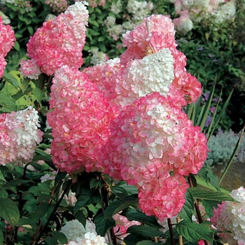 اهنگ از تو چی بگم حریف نداری عشق حریف نداری عشق