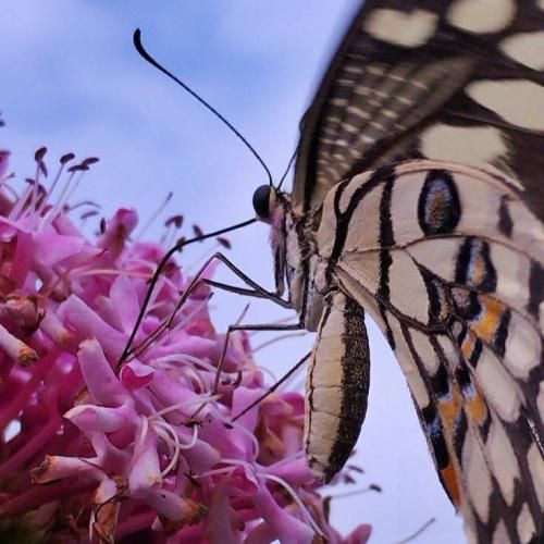  عسل منه شکر منه دانه دانه نبات منه ترند اینستایی