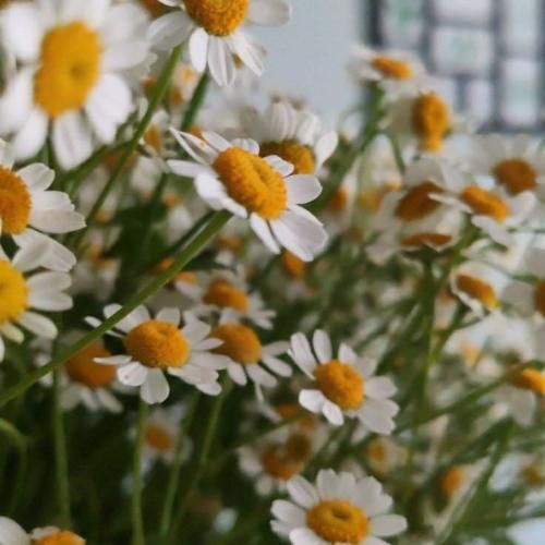  یه الماس تو چشمای قشنگت دلم واسه تو نه میگم برگرد نه میگم