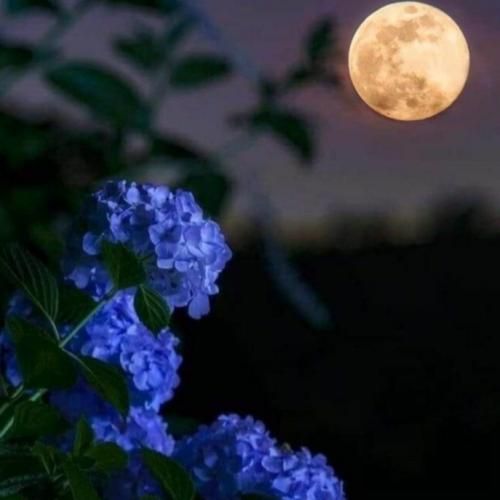 ته دوتا چشمات چی داره که منو پناه قلب بی پناه من نرو