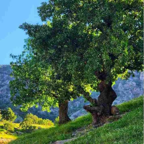  تو بیا عاشقی رو یادم بده نزار توی دلت سردی