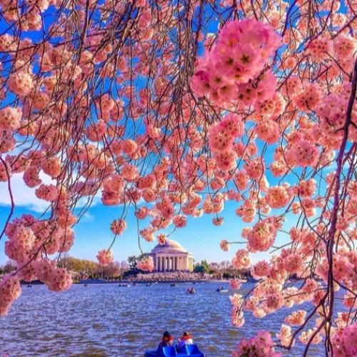  سنگین تر از وزنته جرمام خونه پر گل نمیدم