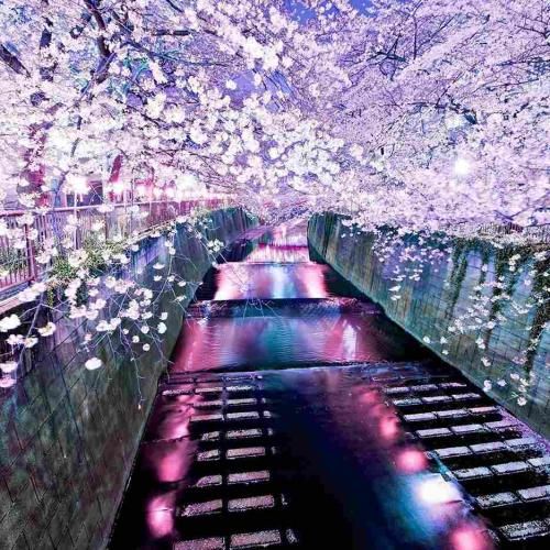 جنسش چطوره مث خودته یعنی مشتیه مث خودته