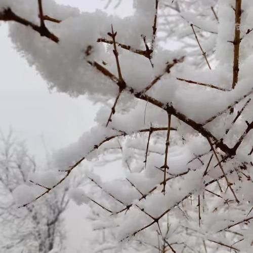 الهام پیرزاد لالایی