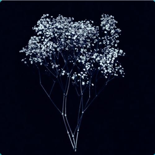 یوزی یالان دنیا