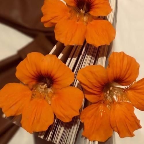 منو داری خیالت تخت هرچی میخواد پیش بیادش