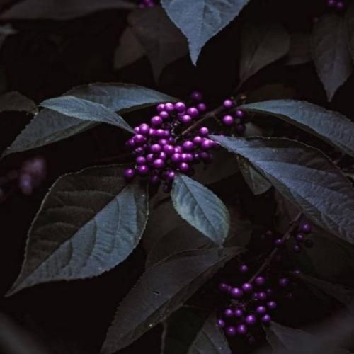 ﻣﺜﻪ ﻳﻪ ﺳﻮﻧﺎﻣﻰ ﭘﻮﻛﻮﻧﺪ اﻣﻴﺪم ﻫﺮ دﻓﻌﻪ ﻫﺮ ﭼﻴﺰی