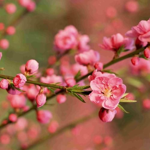 دانلود آهنگ بلوچی مرو مرو تو مرو تنها مرو با صدای زن از خواننده