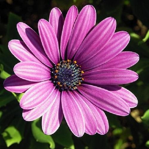 فاطمه مهلبان